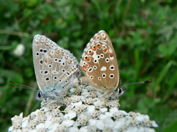 modráčik obyčajný Polyommatus icarus