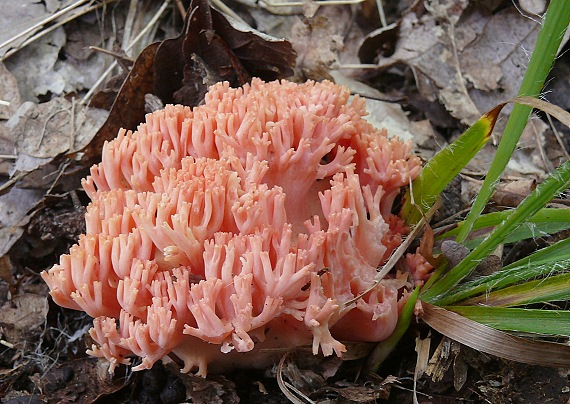 strapačka lososovoružová Ramaria subbotrytis (Coker) Corner