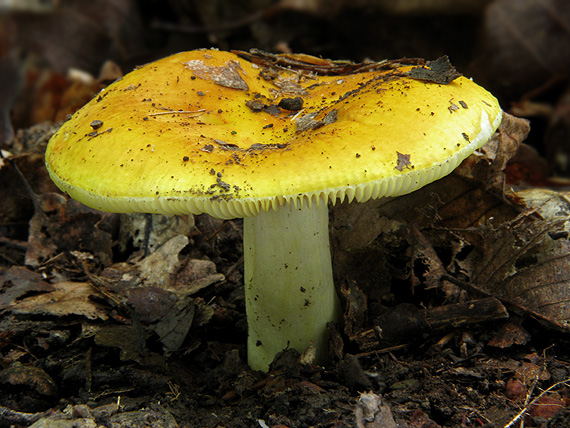 plávka chrómovožltá Russula claroflava Grove