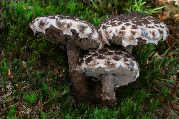 šiškovec šupinatý Strobilomyces strobilaceus (Scop.) Berk.