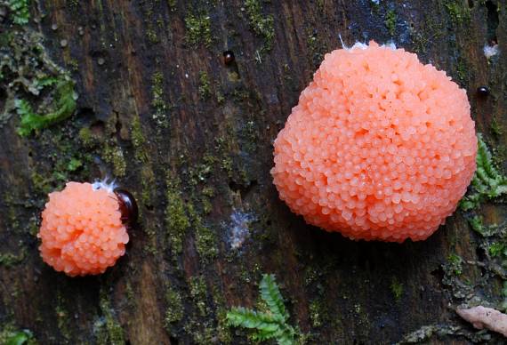 jahodník sasankovitý  Tubifera ferruginosa (Batsch) J.F. Gmel.