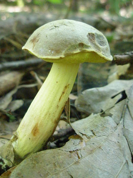 suchohríb plstnatý Xerocomus subtomentosus L.