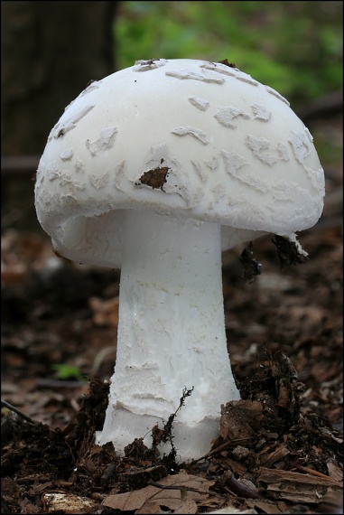 muchotrávka šiškovitá Amanita strobiliformis Gonn. & Rabenh.