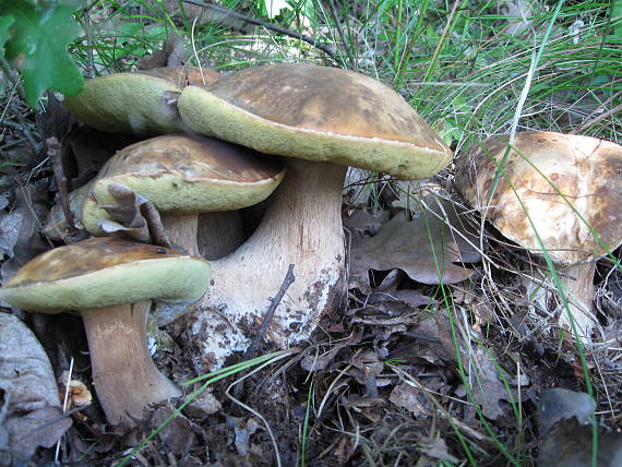 hríb bronzový Boletus aereus Bull. ex Fr.