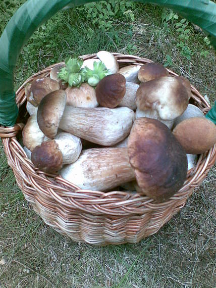 dnes v Tatrách Boletus edulis Bull.