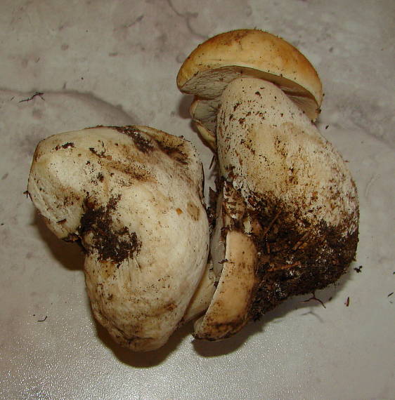 hríb smrekový Boletus edulis Bull.