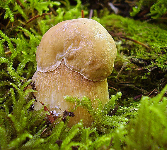 hríb smrekový Boletus edulis Bull.