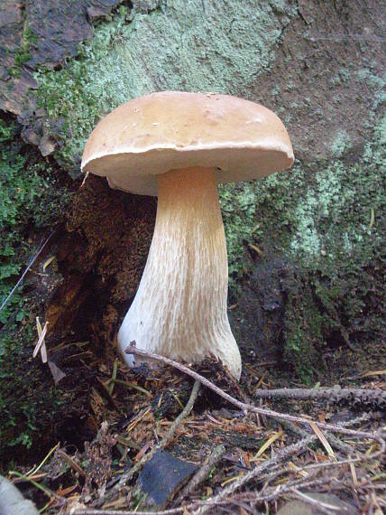 hríb smrekový Boletus edulis Bull.