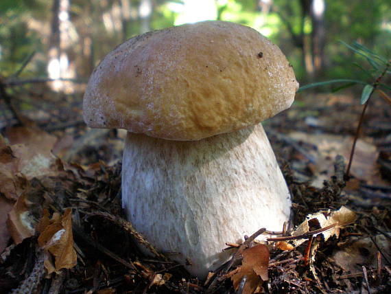 hríb smrekový Boletus edulis Bull.