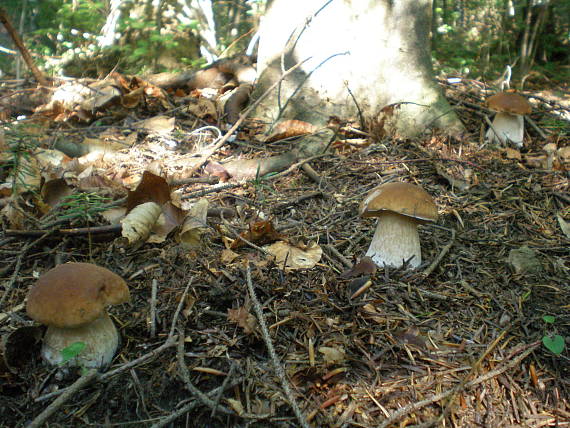 hríb smrekový Boletus edulis Bull.