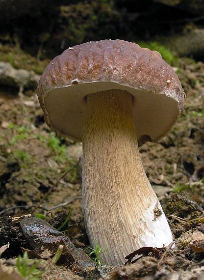 hríb sosnový Boletus pinophilus Pil. et Dermek in Pil.