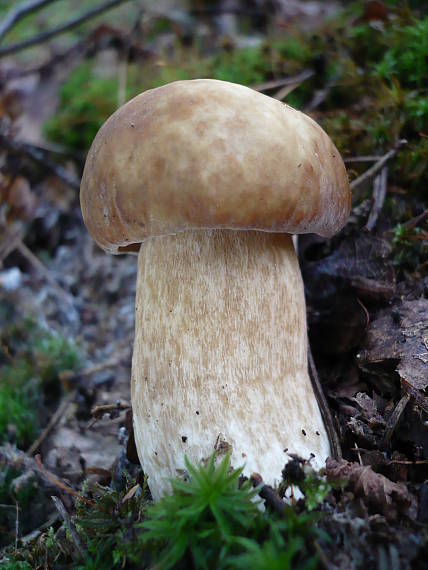 hríb dubový  Boletus reticulatus)