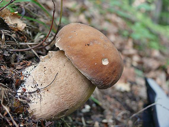 hríb dubový Boletus reticulatus Schaeff.