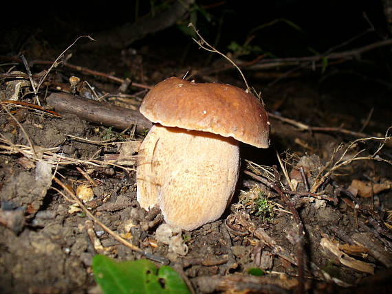 hríb dubový Boletus reticulatus Schaeff.