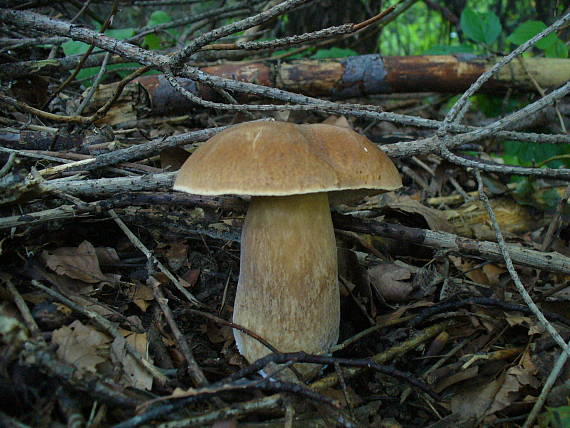 hríb dubový Boletus reticulatus Schaeff.