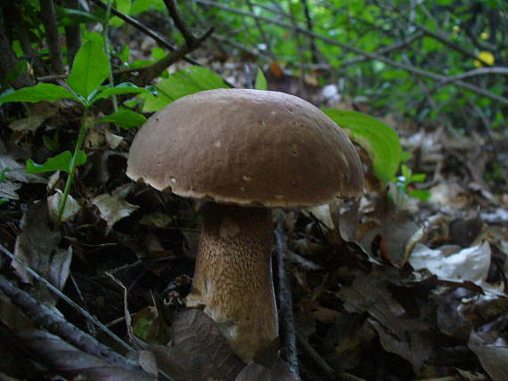 hríb dubový Boletus reticulatus Schaeff.