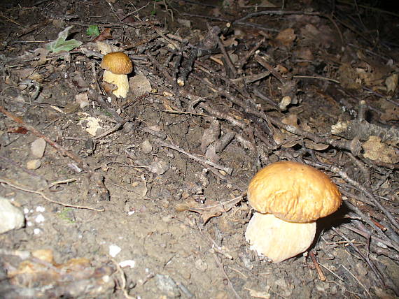 hríb dubový Boletus reticulatus Schaeff.