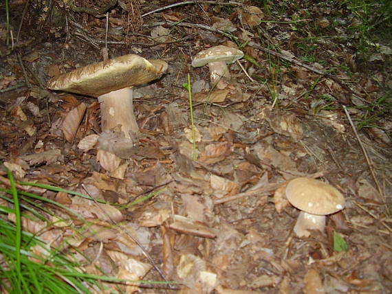 hríb dubový Boletus reticulatus Schaeff.