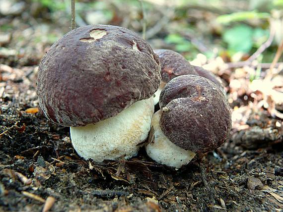 hríb hnedofialový? Boletus separans?