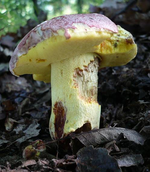 hríb kráľovský Butyriboletus regius (Krombh.) D. Arora & J.L. Frank