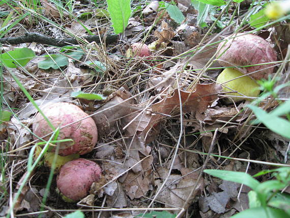 hríb kráľovský Butyriboletus regius (Krombh.) D. Arora & J.L. Frank