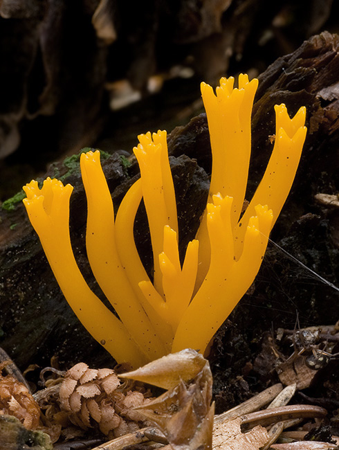 parôžkovec lepkavý Calocera viscosa (Pers.) Fr.