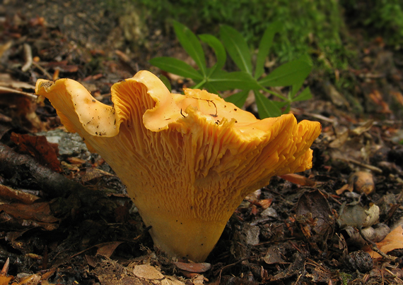 kuriatko jedlé Cantharellus cibarius Fr.