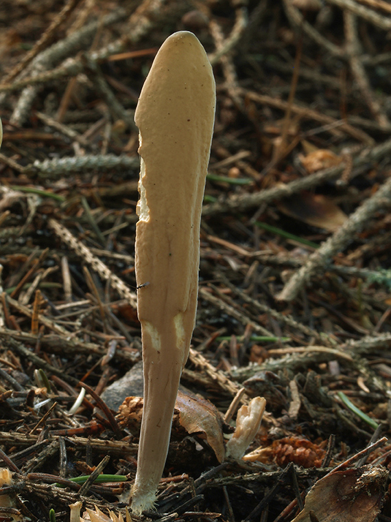 kyjak jazykovitý Clavariadelphus ligula (Schaeff.) Donk