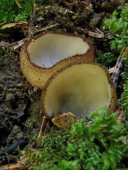 humária polguľovitá Humaria hemisphaerica (F.H. Wigg.) Fuckel