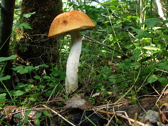 kozák osikový Leccinum albostipitatum den Bakker & Noordel.