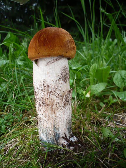 kozák dubový ? Leccinum aurantiacum (Bull.) Gray