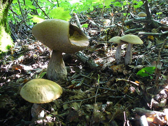 kozák hrabový Leccinum pseudoscabrum (Kallenb.) Šutara