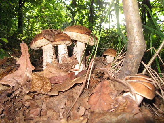 kozák hrabový Leccinum pseudoscabrum (Kallenb.) Šutara