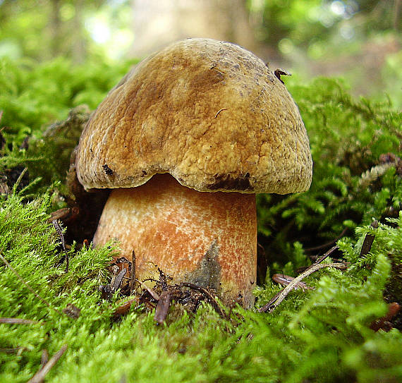 hríb zrnitohlúbikový Sutorius luridiformis (Rostk.) G. Wu & Zhu L. Yang