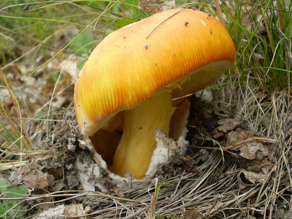 muchotrávka cisárska Amanita caesarea (Scop.) Pers.