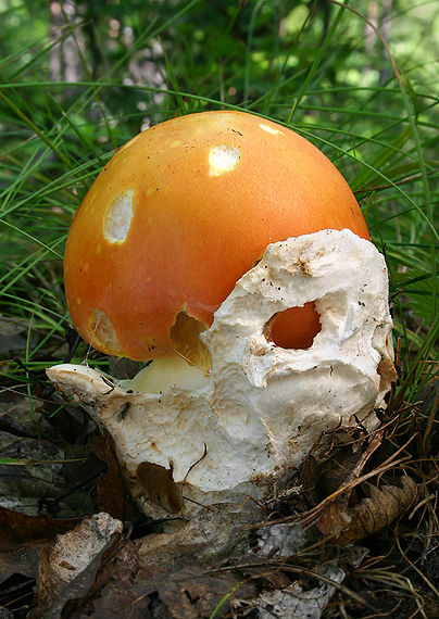 muchotrávka cisárska Amanita caesarea (Scop.) Pers.