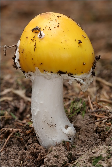 muchotrávka slamovožltá Amanita gemmata (Fr.) Bertill.