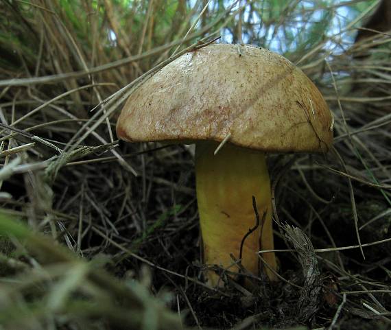 zlatohríb úhľadný Aureoboletus gentilis (Quél.) Pouzar