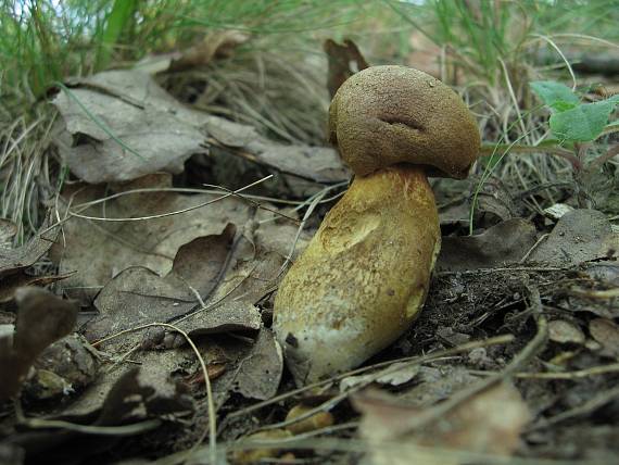 suchohríb moravský Aureoboletus moravicus (Vaček) Klofac