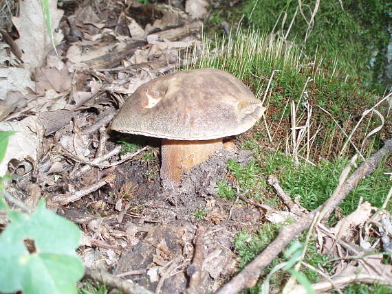 hríb bronzový Boletus aereus Bull. ex Fr.