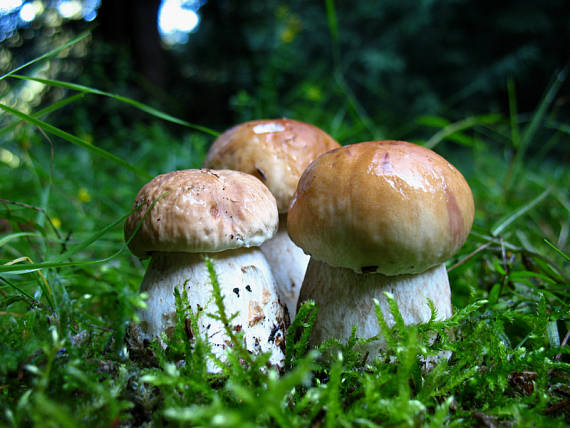 hríb smrekový Boletus edulis Bull.