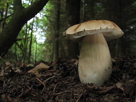 hríb smrekový Boletus edulis Bull.