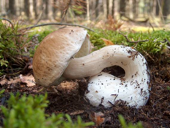 hríb smrekový Boletus edulis Bull.