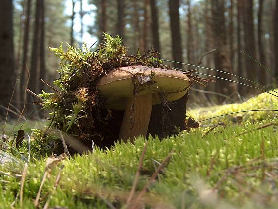 hríb smrekový Boletus edulis Bull.