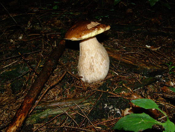 hríb smrekový Boletus edulis Bull.