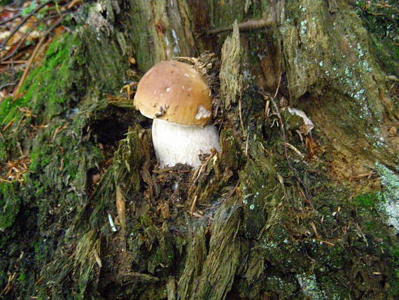 hríb smrekový Boletus edulis Bull.