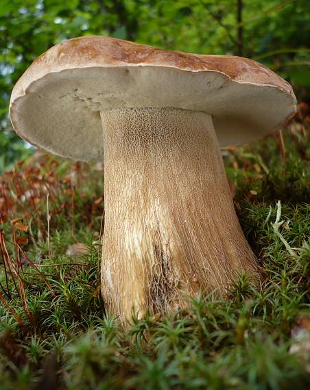 hríb smrekový  Boletus edulis Bull.