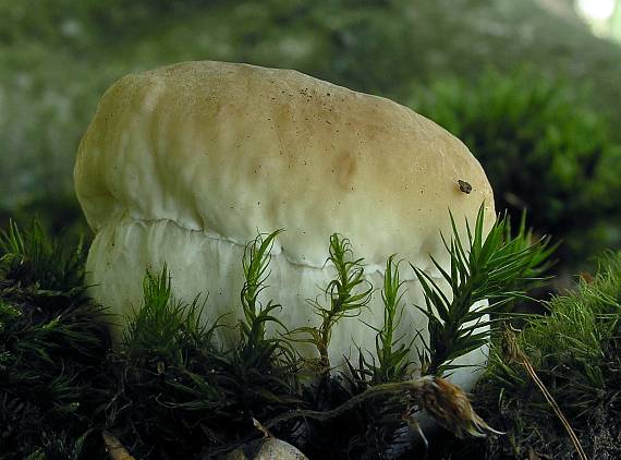 hríb smrekový Boletus edulis Bull.