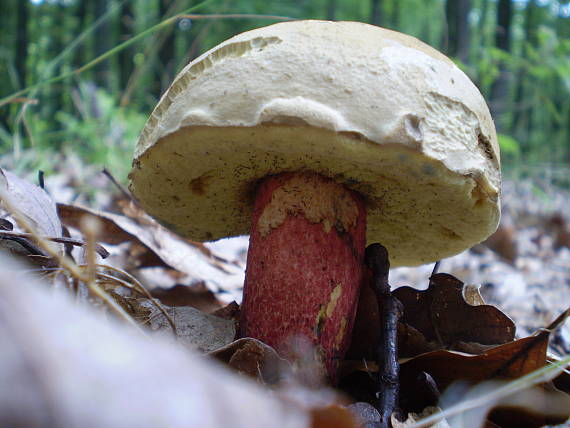 suchohríbnik zamatový? Boletus pruinatus?