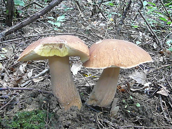 hríb dubový Boletus reticulatus Schaeff.